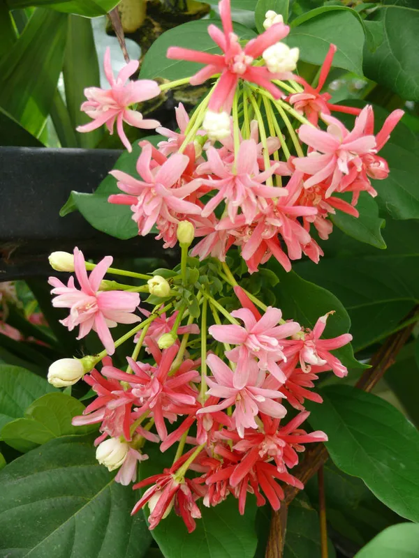 Attractive_Madhbi_Lata/Madhumalati/Rangoon_Crepper_Flower_Plant_&_Tree_(1.5-3.5_Ft_Height)_Pack_Of_1