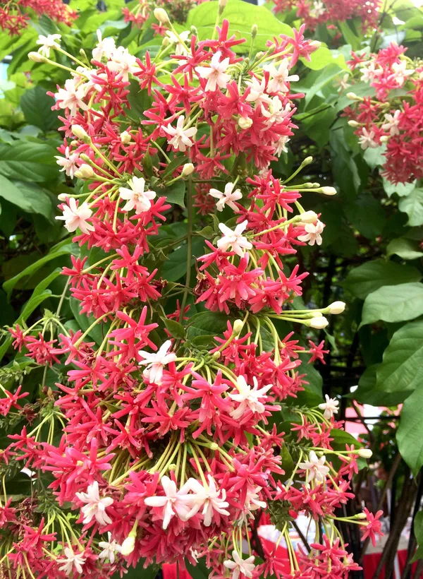 Attractive_Madhbi_Lata/Madhumalati/Rangoon_Crepper_Flower_Plant_&_Tree_(1.5-3.5_Ft_Height)_Pack_Of_1