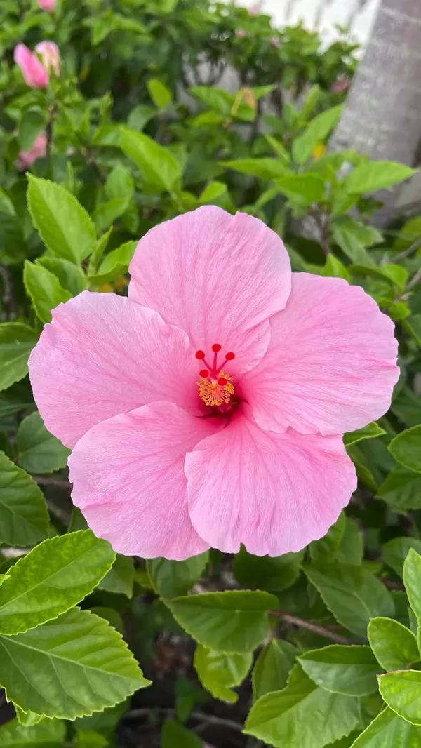 Attractive_Pink_Hibiscus_Flowering_Plant_For_Enhance_Your_Home/Garden_Beauty,_Well_Watered_Hibiscus_Plant_(Pack_Of_1)