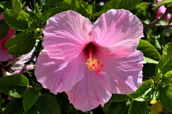 Attractive_Pink_Hibiscus_Flowering_Plant_For_Enhance_Your_Home/Garden_Beauty,_Well_Watered_Hibiscus_Plant_(Pack_Of_1)