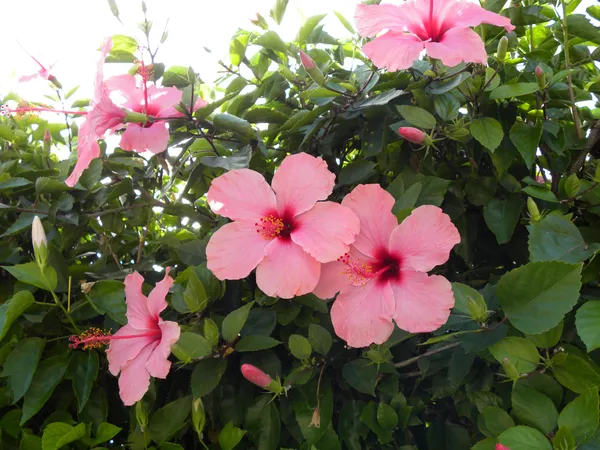 Attractive_Pink_Hibiscus_Flowering_Plant_For_Enhance_Your_Home/Garden_Beauty,_Well_Watered_Hibiscus_Plant_(Pack_Of_1)