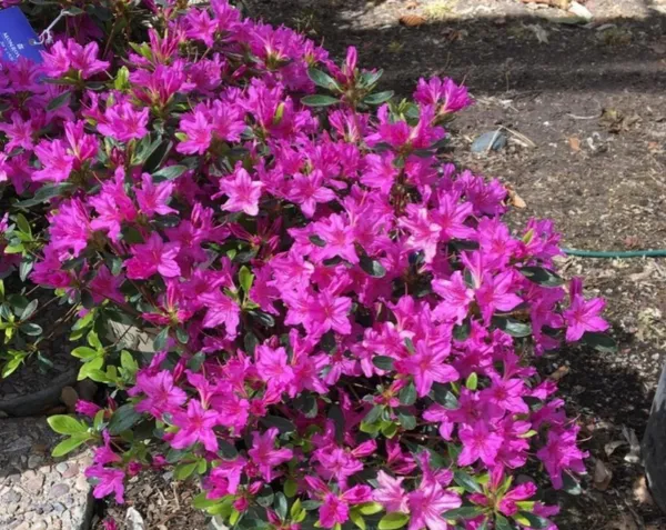 Attractive_Purple_Azalea_Shrub_Ready_To_Flower_Plant_&_Tree_For_Your_Sweet_Garden_(1.5-3.5_Ft_Height)_Pack_Of_1