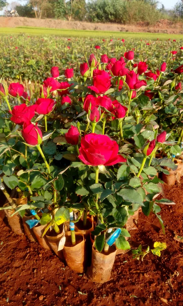 Attractive_Red_Rose_Live_Flowering_Plant_For_Home_Garden_(1.5-3.5_Ft_Height)_Pack_Of_1