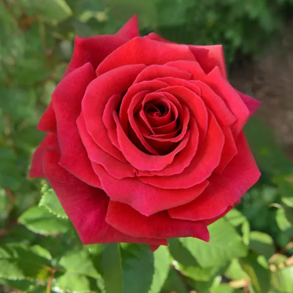 Attractive_Red_Rose_Live_Flowering_Plant_For_Home_Garden_(1.5-3.5_Ft_Height)_Pack_Of_1