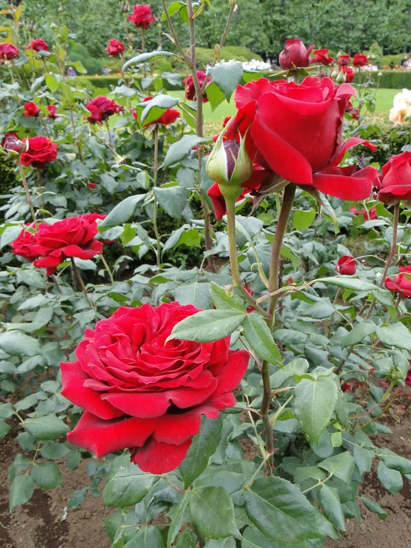 Attractive_Red_Rose_Live_Flowering_Plant_For_Home_Garden_(1.5-3.5_Ft_Height)_Pack_Of_1