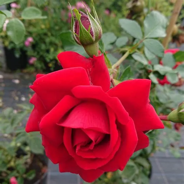 Attractive_Red_Rose_Live_Flowering_Plant_For_Home_Garden_(1.5-3.5_Ft_Height)_Pack_Of_1