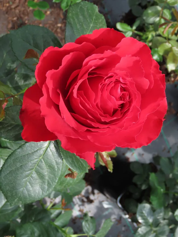 Attractive_Red_Rose_Live_Flowering_Plant_For_Home_Garden_(1.5-3.5_Ft_Height)_Pack_Of_1