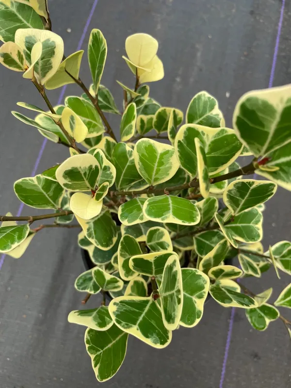 Attractive_Triangularis_Ficus_Best_Indoor/Outdoor_Plant_(Air_Purifying)_Pack_Of_1