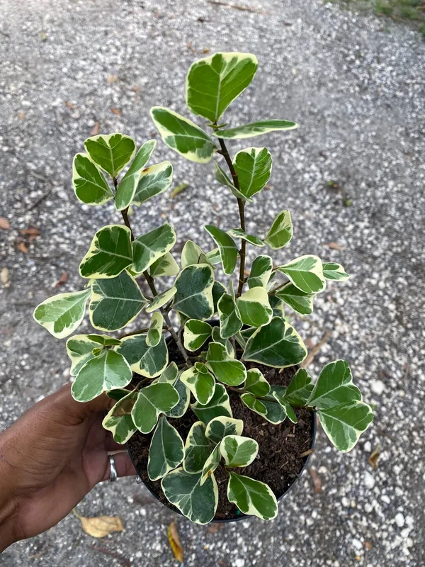 Attractive_Triangularis_Ficus_Best_Indoor/Outdoor_Plant_(Air_Purifying)_Pack_Of_1