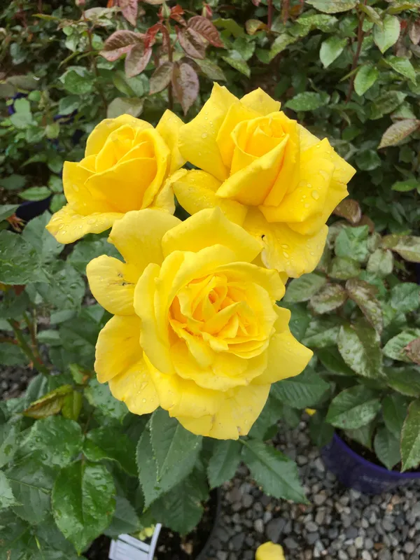 Attractive_Yellow_Rose_Flowering_Plant_For_Garden,_Pack_of_1