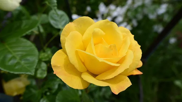 Attractive_Yellow_Rose_Flowering_Plant_For_Garden,_Pack_of_1