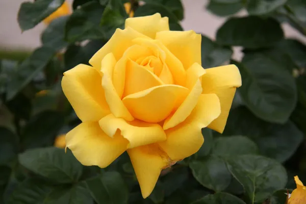 Attractive_Yellow_Rose_Flowering_Plant_For_Garden,_Pack_of_1