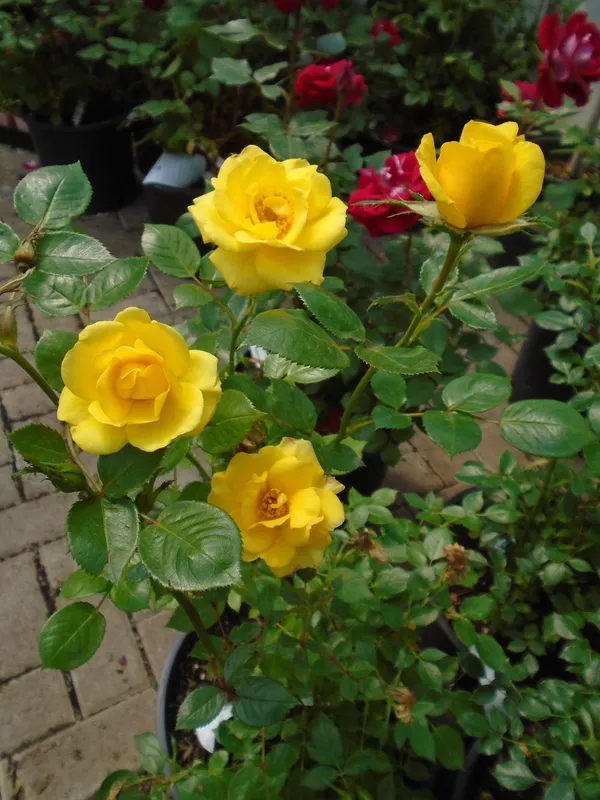 Attractive_Yellow_Rose_Flowering_Plant_For_Garden,_Pack_of_1