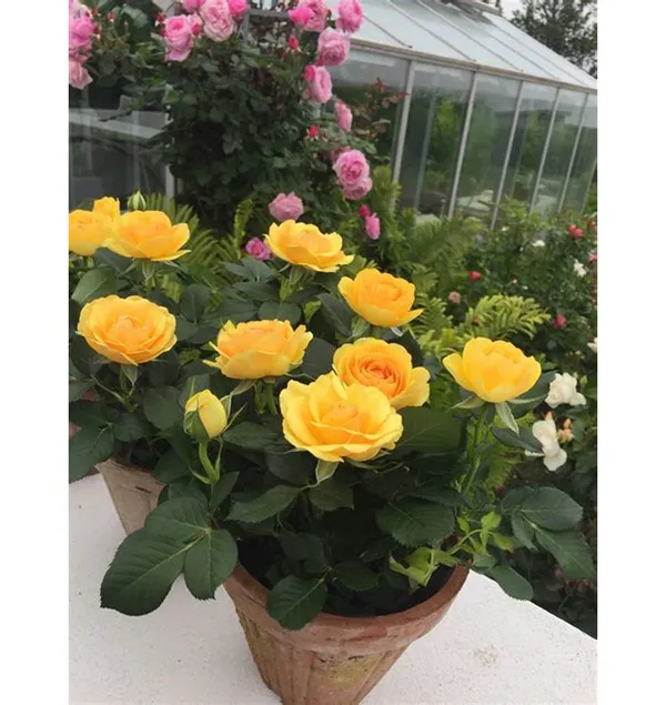 Attractive_Yellow_Rose_Flowering_Plant_For_Garden,_Pack_of_1