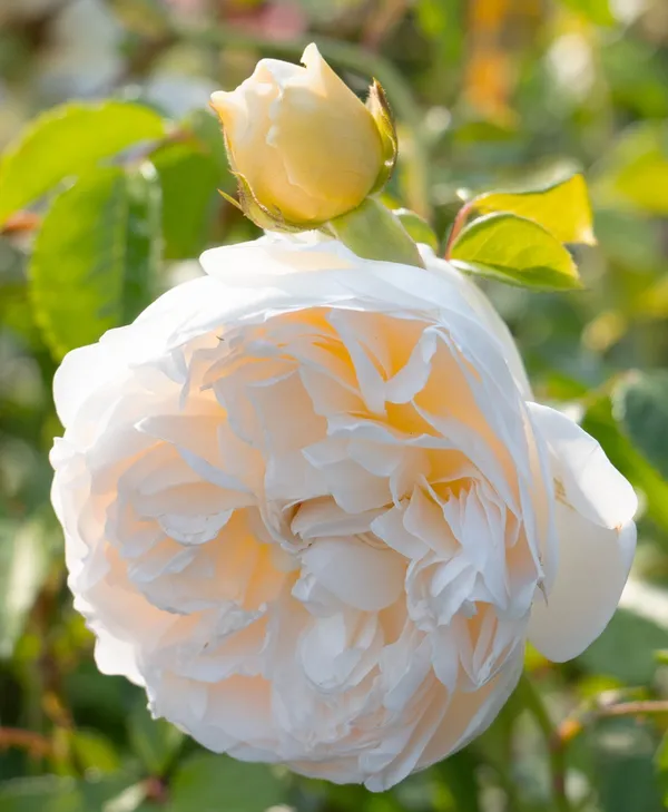 Austin_Rose_Live_Flowering_Shrub_Plant_For_Your_Sweet_Home_Decor/Garden_(1.5-3.5_Ft_Height)_Hybrid_English_Rose_Plant_(Pack_Of_1)