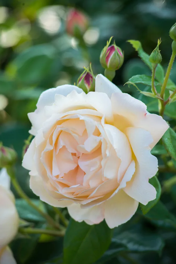 Austin_Rose_Live_Flowering_Shrub_Plant_For_Your_Sweet_Home_Decor/Garden_(1.5-3.5_Ft_Height)_Hybrid_English_Rose_Plant_(Pack_Of_1)