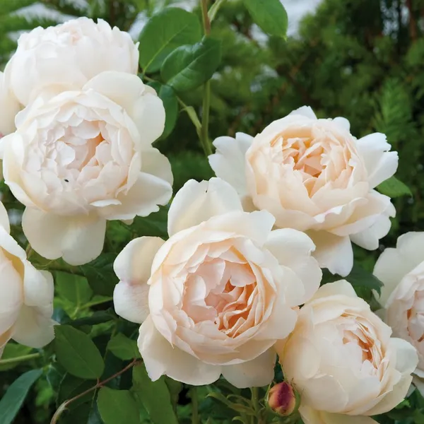 Austin_Rose_Live_Flowering_Shrub_Plant_For_Your_Sweet_Home_Decor/Garden_(1.5-3.5_Ft_Height)_Hybrid_English_Rose_Plant_(Pack_Of_1)