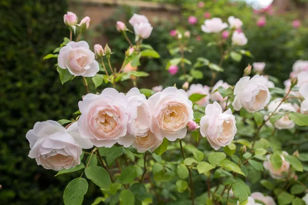 Austin_Rose_Live_Flowering_Shrub_Plant_For_Your_Sweet_Home_Decor/Garden_(1.5-3.5_Ft_Height)_Hybrid_English_Rose_Plant_(Pack_Of_1)