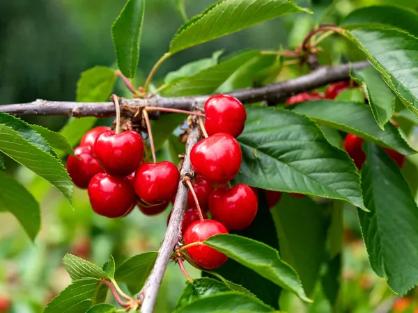 Australian_Sweet_Cherry_Fruit_Plant_&_Tree_(1.5-3.5_Ft_Height)_For_Home_Garden_Well_Watered_Hybrid_Cherry_Plant_(Pack_Of_1)