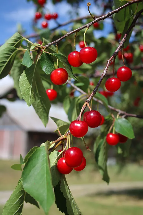 Australian_Sweet_Cherry_Fruit_Plant_&_Tree_(1.5-3.5_Ft_Height)_For_Home_Garden_Well_Watered_Hybrid_Cherry_Plant_(Pack_Of_1)