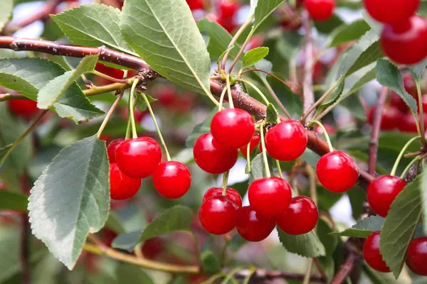 Australian_Sweet_Cherry_Fruit_Plant_&_Tree_(1.5-3.5_Ft_Height)_For_Home_Garden_Well_Watered_Hybrid_Cherry_Plant_(Pack_Of_1)