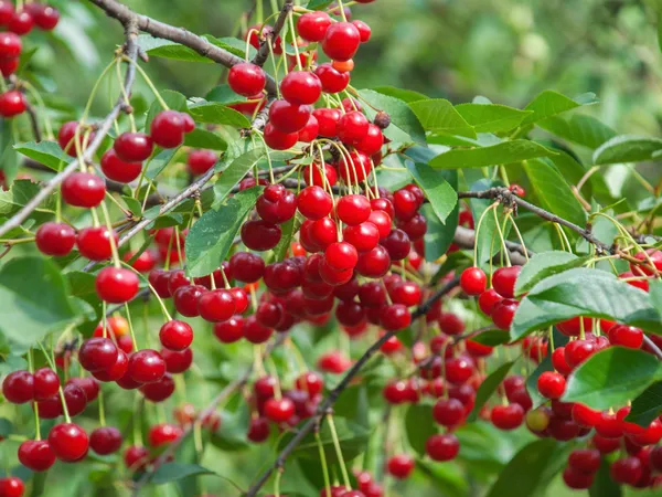 Australian_Sweet_Cherry_Fruit_Plant_&_Tree_(1.5-3.5_Ft_Height)_For_Home_Garden_Well_Watered_Hybrid_Cherry_Plant_(Pack_Of_1)