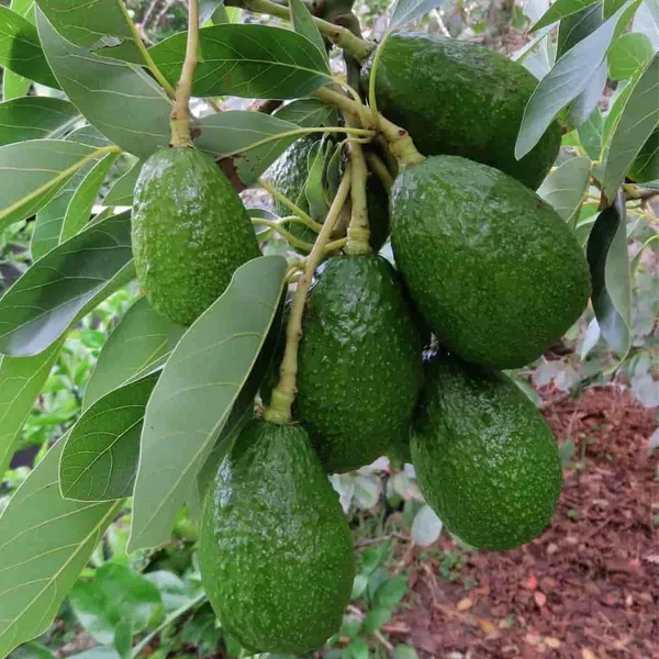 Avocado_Highly_Benefited_Fruit_Plant_&_Tree_For_Garden,_Well_Watered_Avocado_Live_Plant_(Hybrid,_Pack_Of_1)