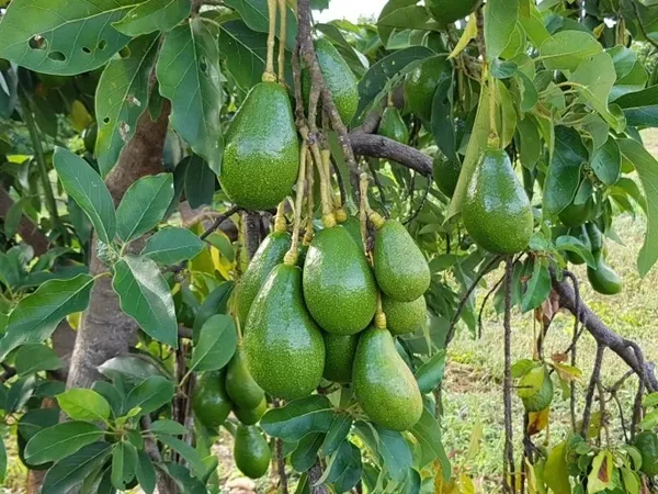 Avocado_Highly_Benefited_Fruit_Plant_&_Tree_For_Garden,_Well_Watered_Avocado_Live_Plant_(Hybrid,_Pack_Of_1)