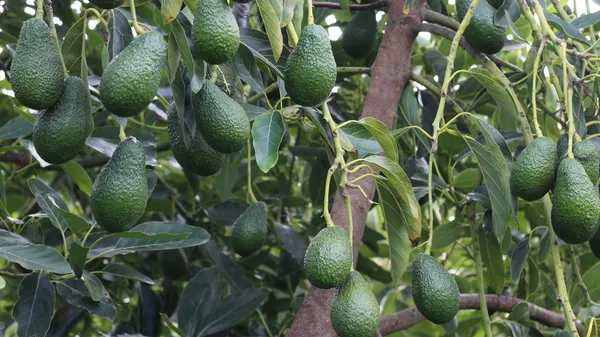 Avocado_Highly_Benefited_Fruit_Plant_&_Tree_For_Garden,_Well_Watered_Avocado_Live_Plant_(Hybrid,_Pack_Of_1)