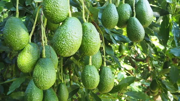 Avocado_Highly_Benefited_Fruit_Plant_&_Tree_For_Garden,_Well_Watered_Avocado_Live_Plant_(Hybrid,_Pack_Of_1)
