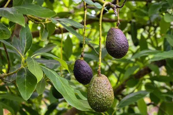 Avocado_Highly_Benefited_Fruit_Plant_&_Tree_For_Garden,_Well_Watered_Avocado_Live_Plant_(Hybrid,_Pack_Of_1)