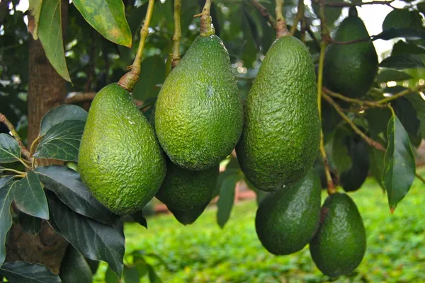 Avocado_Highly_Benefited_Fruit_Plant_&_Tree_For_Garden,_Well_Watered_Avocado_Live_Plant_(Hybrid,_Pack_Of_1)