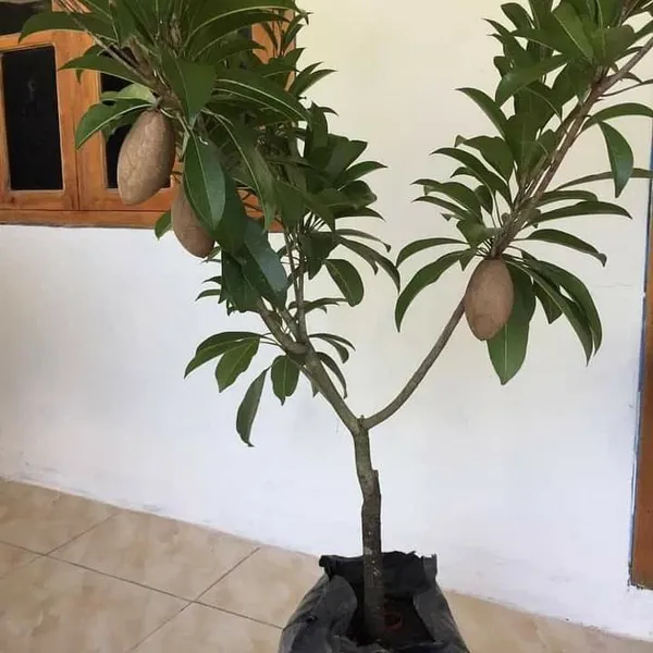 Banana_Chiku_Fruit_Plant