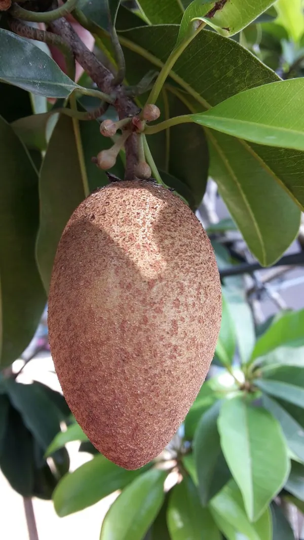 Banana_Chiku_Fruit_Plant