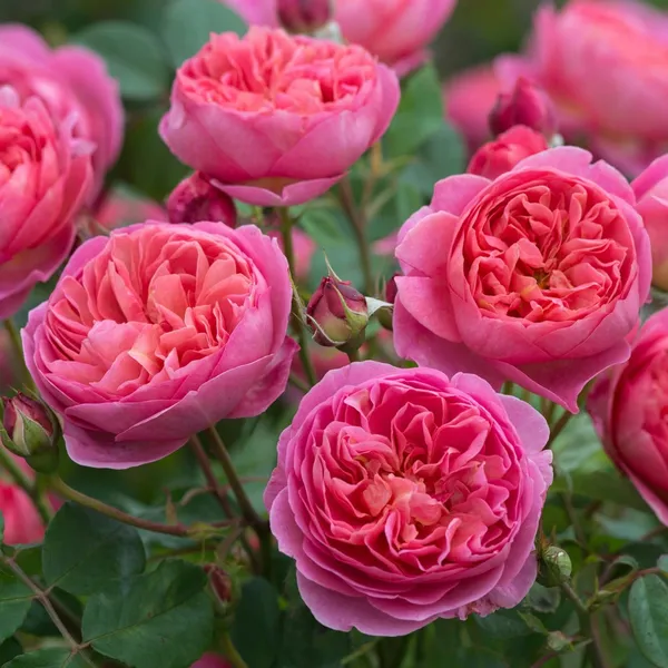 Beautiful_Austin_Rose_Flower_Plant_(Hybrid,_Pack_Of_1)