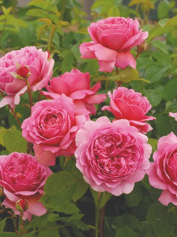 Beautiful_Austin_Rose_Flower_Plant_(Hybrid,_Pack_Of_1)