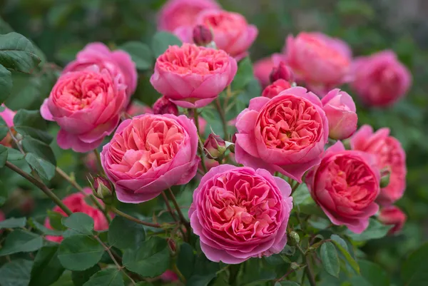 Beautiful_Austin_Rose_Flower_Plant_(Hybrid,_Pack_Of_1)
