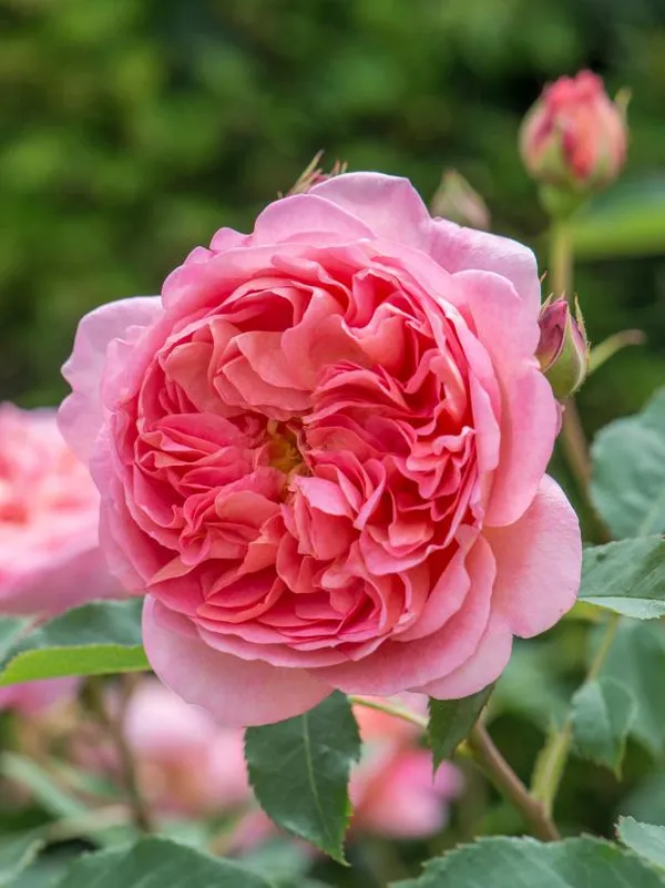 Beautiful_Austin_Rose_Flower_Plant_(Hybrid,_Pack_Of_1)
