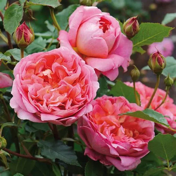 Beautiful_Austin_Rose_Flower_Plant_(Hybrid,_Pack_Of_1)