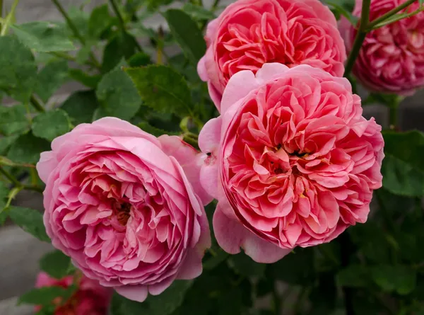Beautiful_Austin_Rose_Flower_Plant_(Hybrid,_Pack_Of_1)