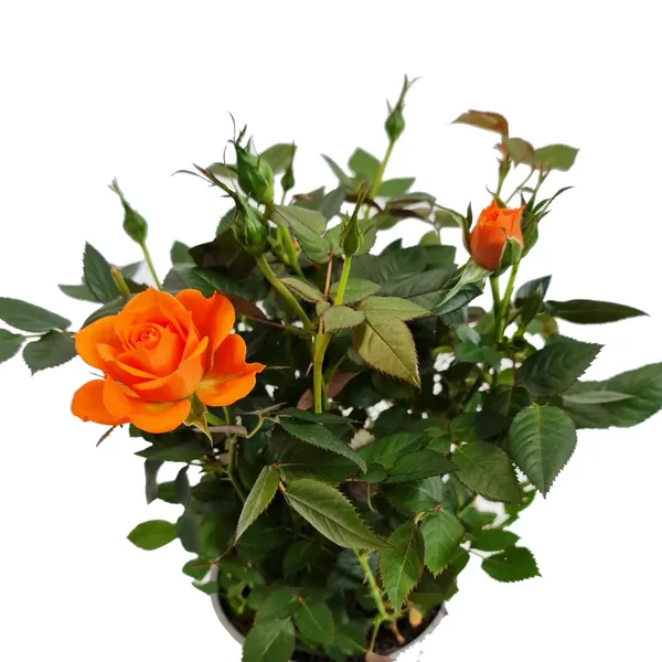 Beautiful_Dark_Orange_Rose_Flower_Plant_For_Shrub/Bush/Home_Decor/Garden_(Hybrid,_Pack_Of_1)