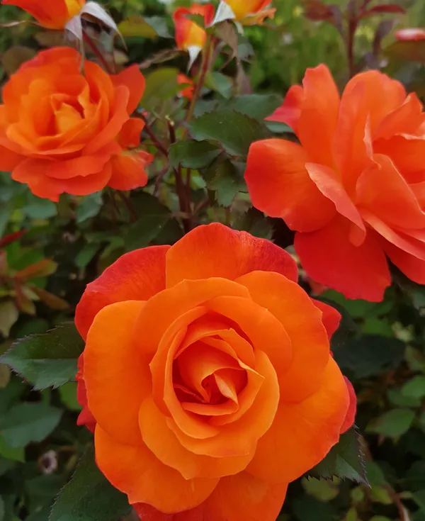 Beautiful_Dark_Orange_Rose_Flower_Plant_For_Shrub/Bush/Home_Decor/Garden_(Hybrid,_Pack_Of_1)