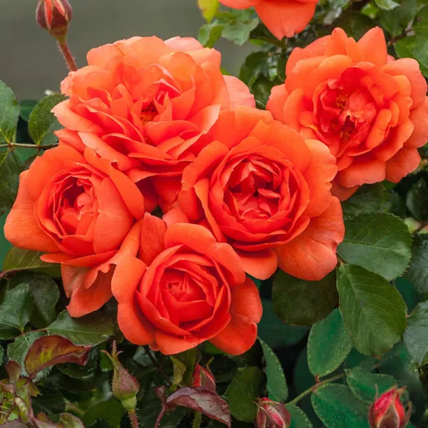 Beautiful_Dark_Orange_Rose_Flower_Plant_For_Shrub/Bush/Home_Decor/Garden_(Hybrid,_Pack_Of_1)