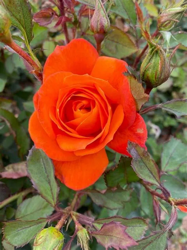 Beautiful_Dark_Orange_Rose_Flower_Plant_For_Shrub/Bush/Home_Decor/Garden_(Hybrid,_Pack_Of_1)