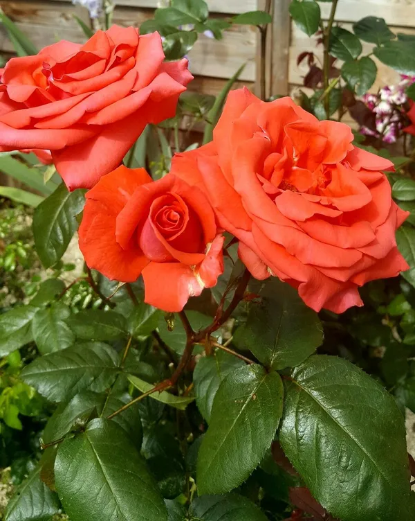 Beautiful_Dark_Orange_Rose_Flower_Plant_For_Shrub/Bush/Home_Decor/Garden_(Hybrid,_Pack_Of_1)