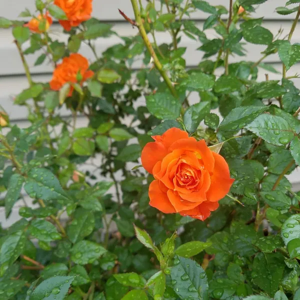 Beautiful_Dark_Orange_Rose_Flower_Plant_For_Shrub/Bush/Home_Decor/Garden_(Hybrid,_Pack_Of_1)