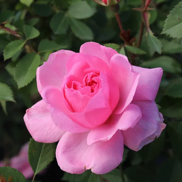 Beautiful_Gloce_Pink_Rose_Flower_Plant_&_Tree_(1.5-3.5_Ft_Height)_For_Your_Sweet_Home/Garden,_Pack_Of_1
