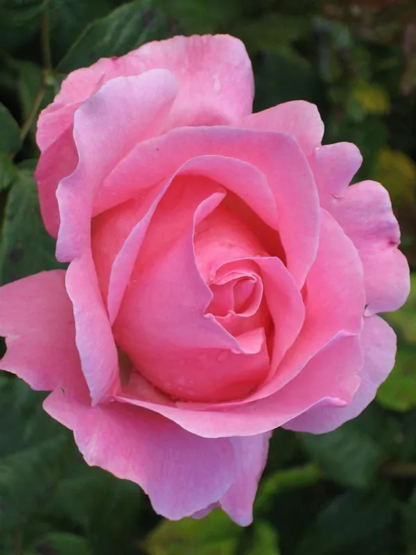 Beautiful_Gloce_Pink_Rose_Flower_Plant_&_Tree_(1.5-3.5_Ft_Height)_For_Your_Sweet_Home/Garden,_Pack_Of_1