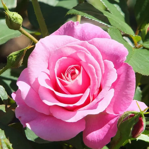 Beautiful_Gloce_Pink_Rose_Flower_Plant_&_Tree_(1.5-3.5_Ft_Height)_For_Your_Sweet_Home/Garden,_Pack_Of_1