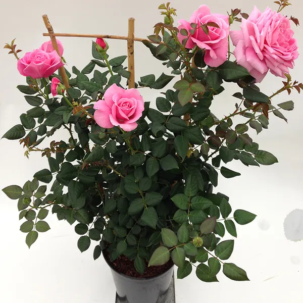 Beautiful_Gloce_Pink_Rose_Flower_Plant_&_Tree_(1.5-3.5_Ft_Height)_For_Your_Sweet_Home/Garden,_Pack_Of_1